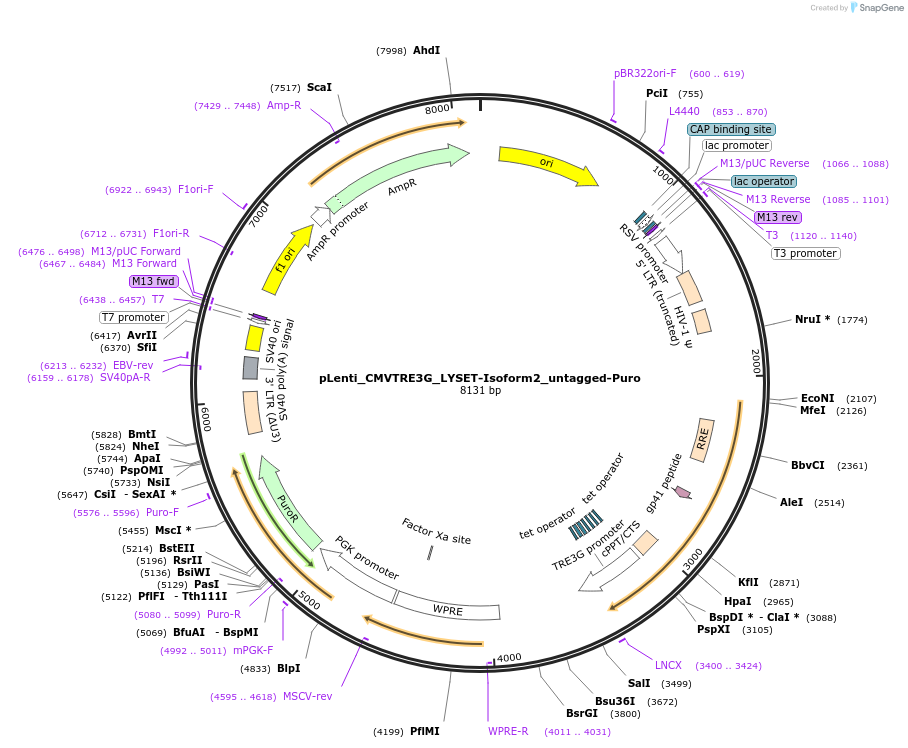 192002-plasmid-map-sequence-id-376135