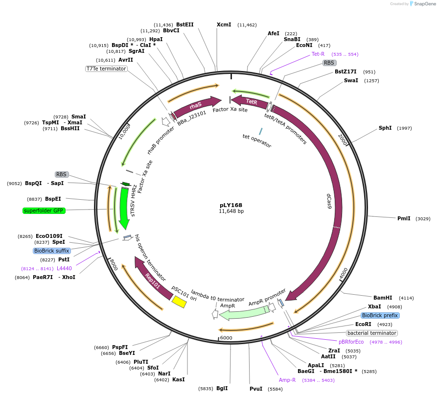 184142-plasmid-map-sequence-id-376136