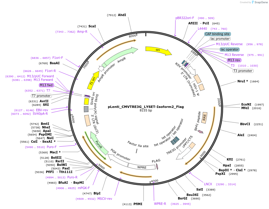 191999-plasmid-map-sequence-id-376137