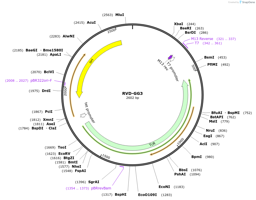 173358-plasmid-map-sequence-id-376260