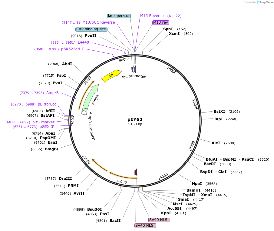 191020-plasmid-map-sequence-id-376269