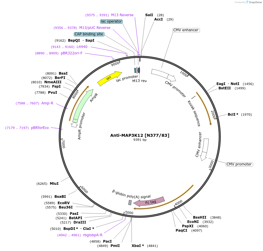 190317-plasmid-map-sequence-id-376274