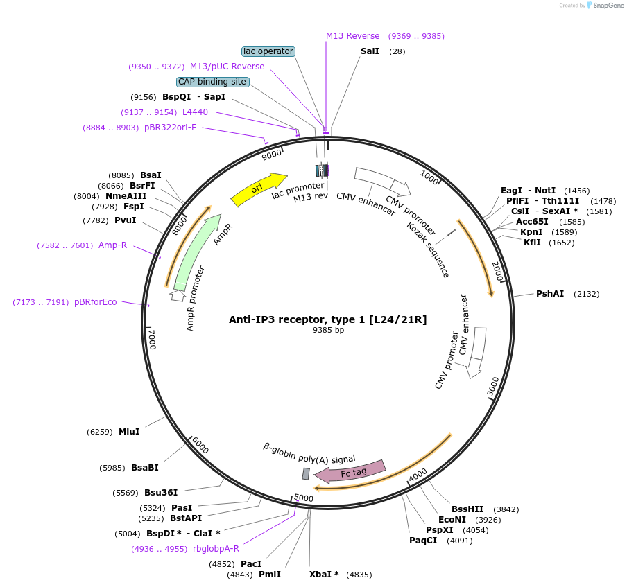 188167-plasmid-map-sequence-id-376275
