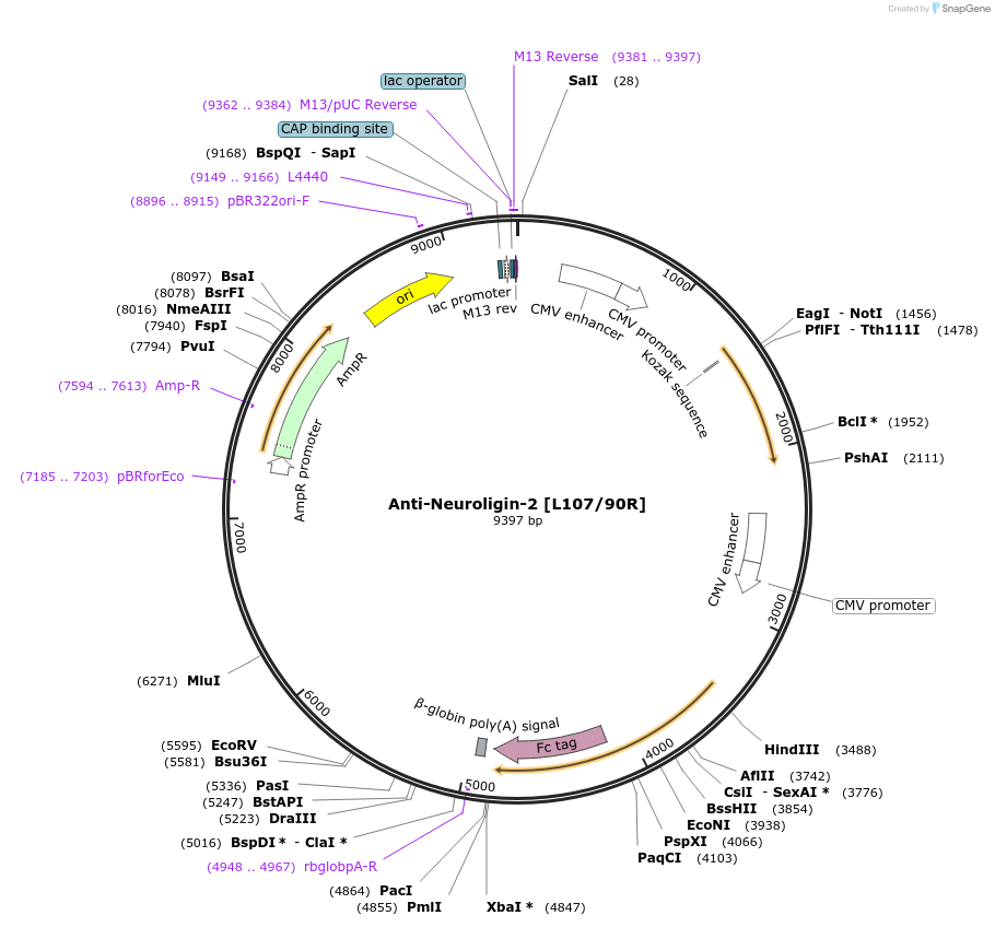 188169-plasmid-map-sequence-id-376281
