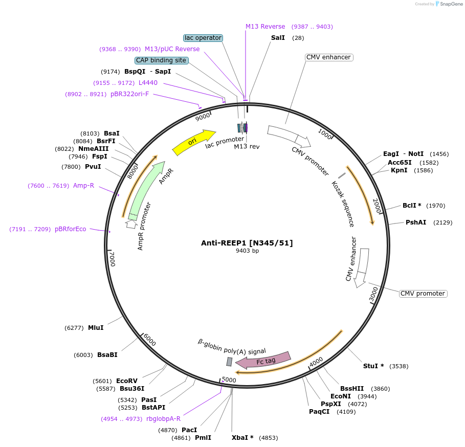 190314-plasmid-map-sequence-id-376283