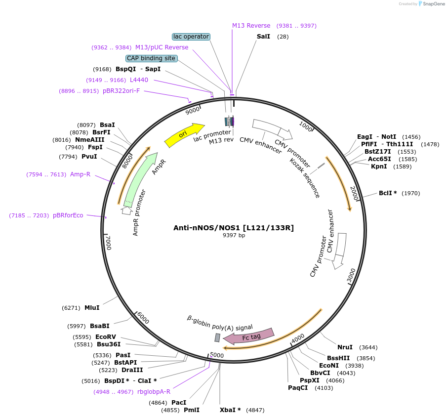 188170-plasmid-map-sequence-id-376284