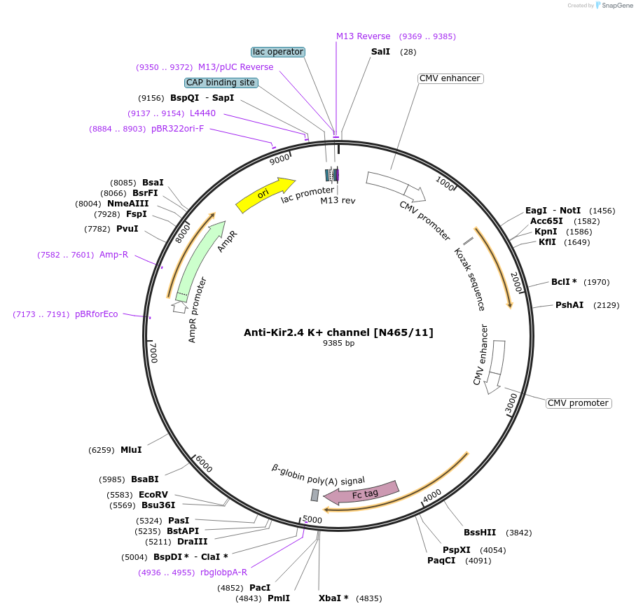 190332-plasmid-map-sequence-id-376286