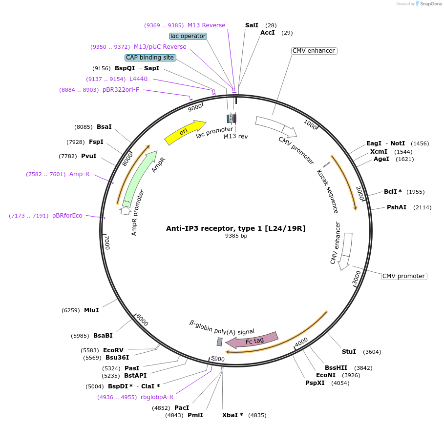 188171-plasmid-map-sequence-id-376287