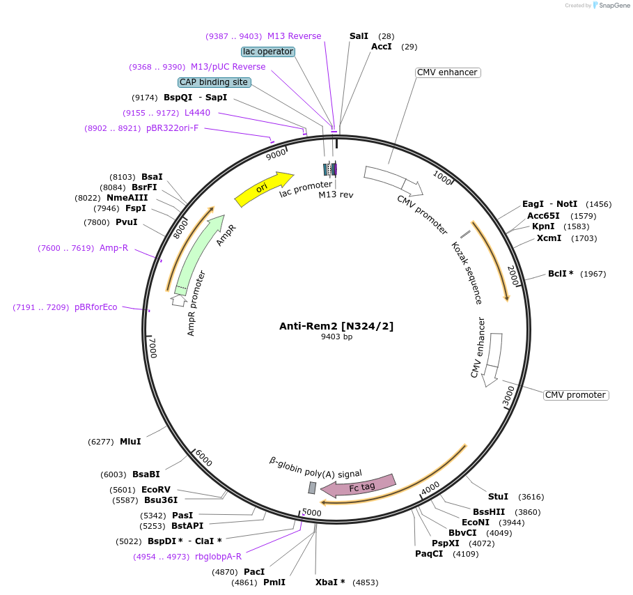 190312-plasmid-map-sequence-id-376288