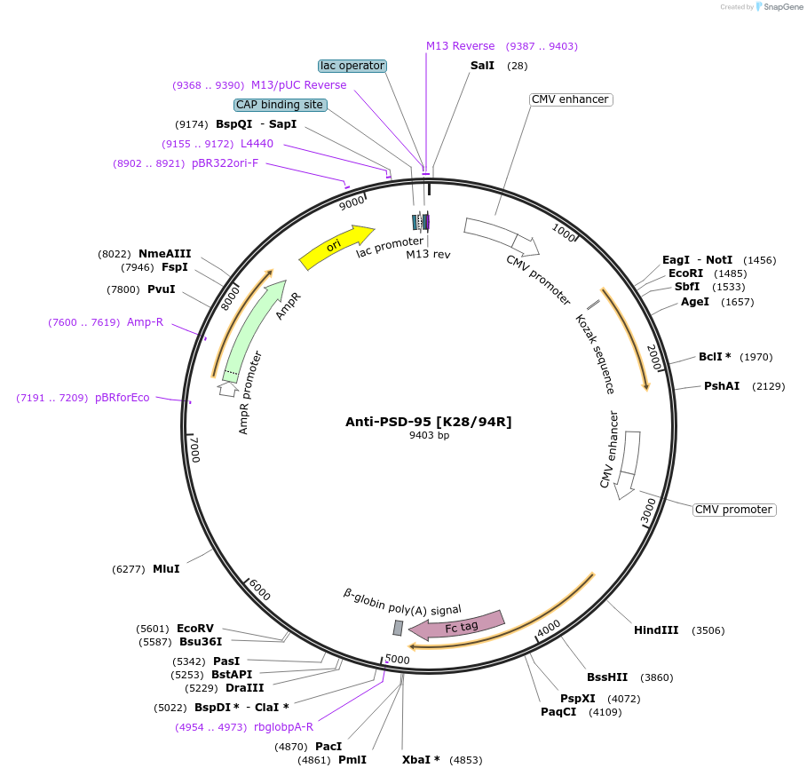 188199-plasmid-map-sequence-id-376290