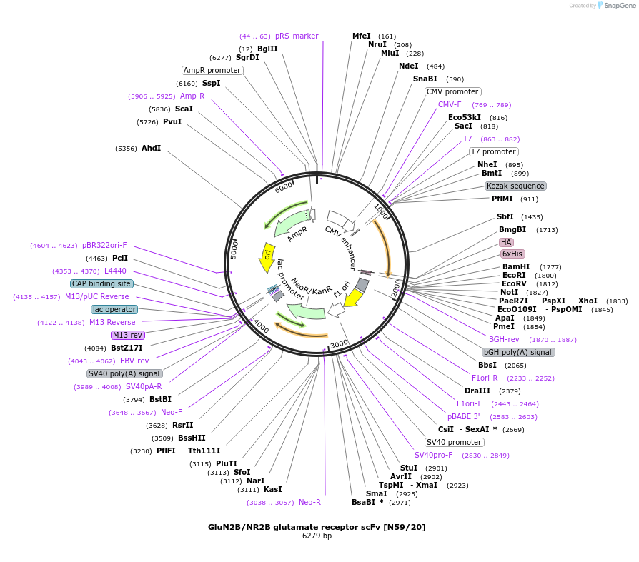 190562-plasmid-map-sequence-id-376296
