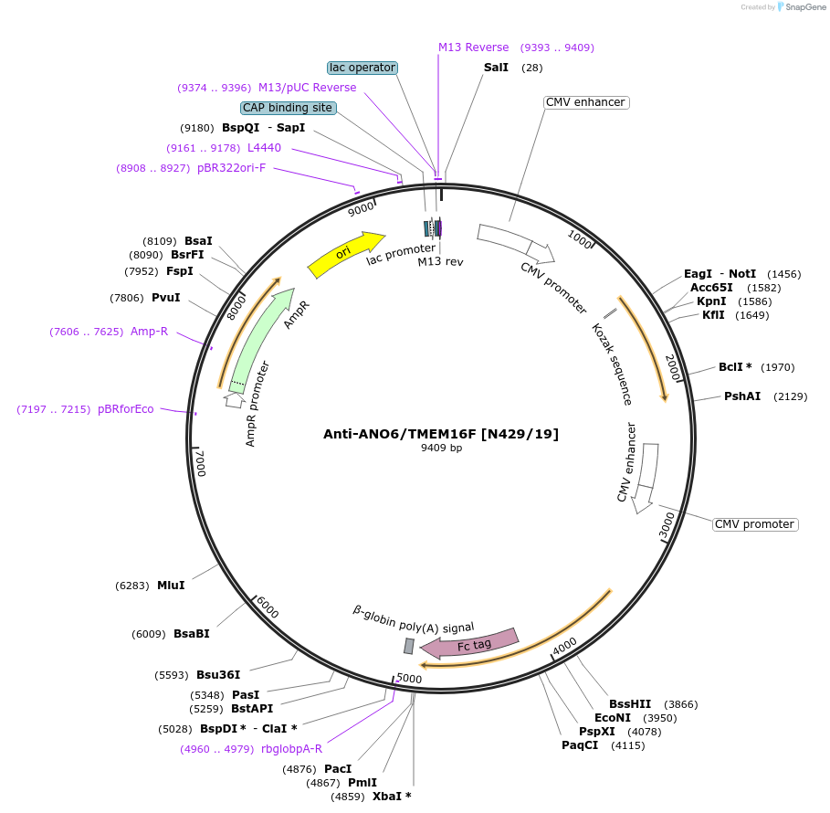 190327-plasmid-map-sequence-id-376297