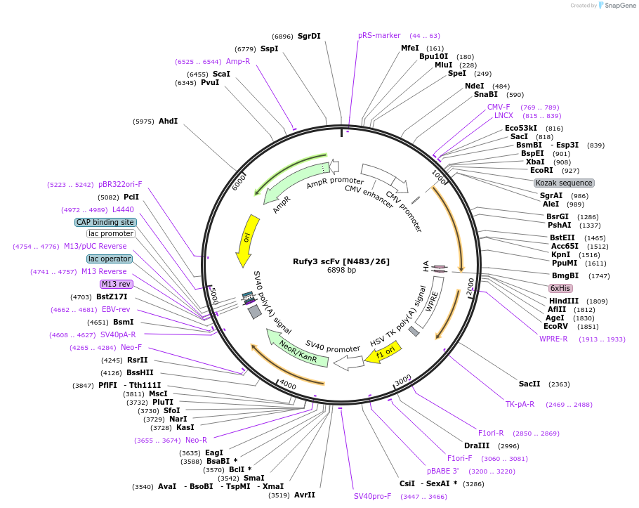190558-plasmid-map-sequence-id-376302