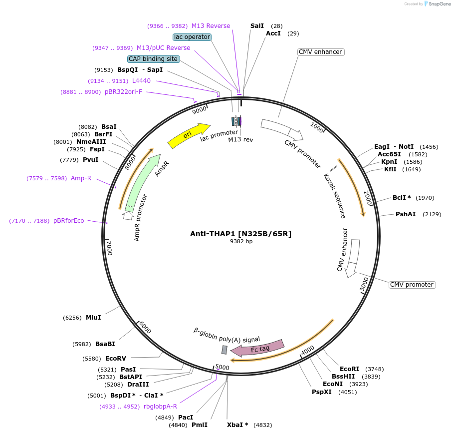 188201-plasmid-map-sequence-id-376308