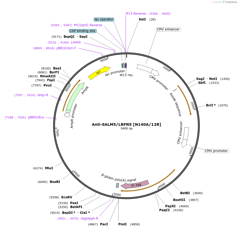188202-plasmid-map-sequence-id-376314