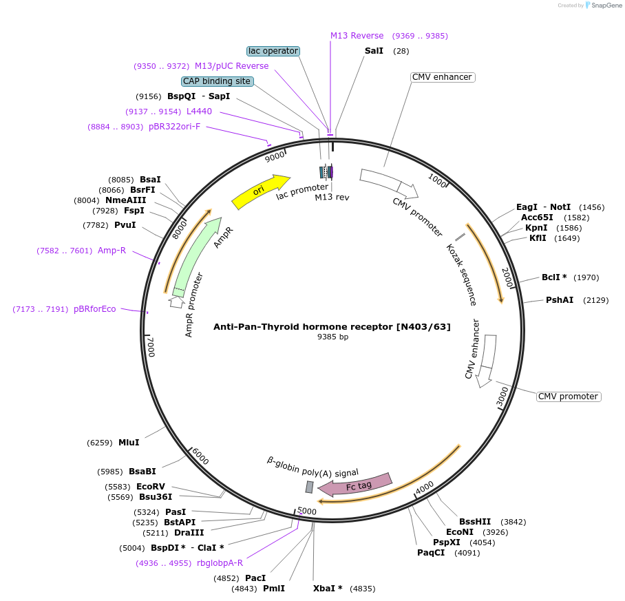 190324-plasmid-map-sequence-id-376316