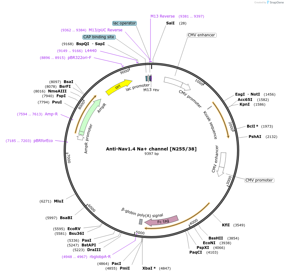190306-plasmid-map-sequence-id-376317