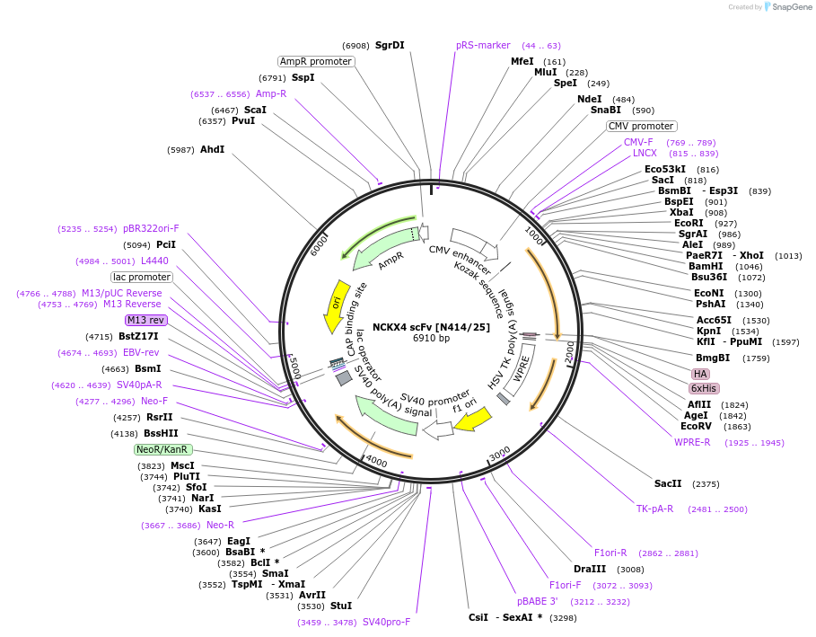190553-plasmid-map-sequence-id-376318