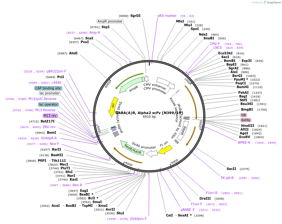 190552-plasmid-map-sequence-id-376321
