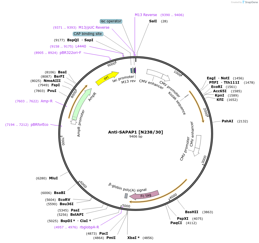 190304-plasmid-map-sequence-id-376323