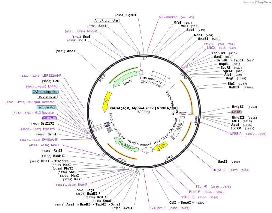 190551-plasmid-map-sequence-id-376324