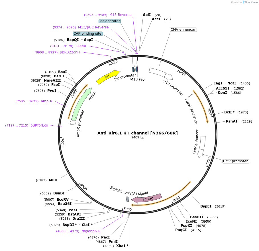 188206-plasmid-map-sequence-id-376325