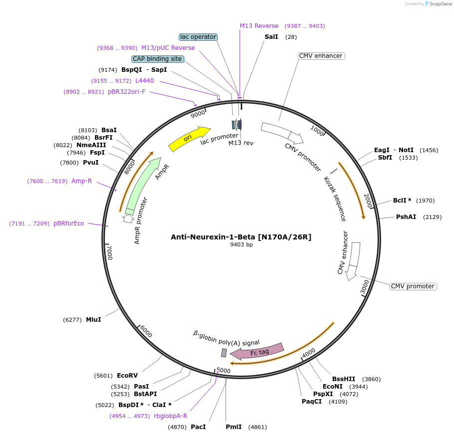 188207-plasmid-map-sequence-id-376328