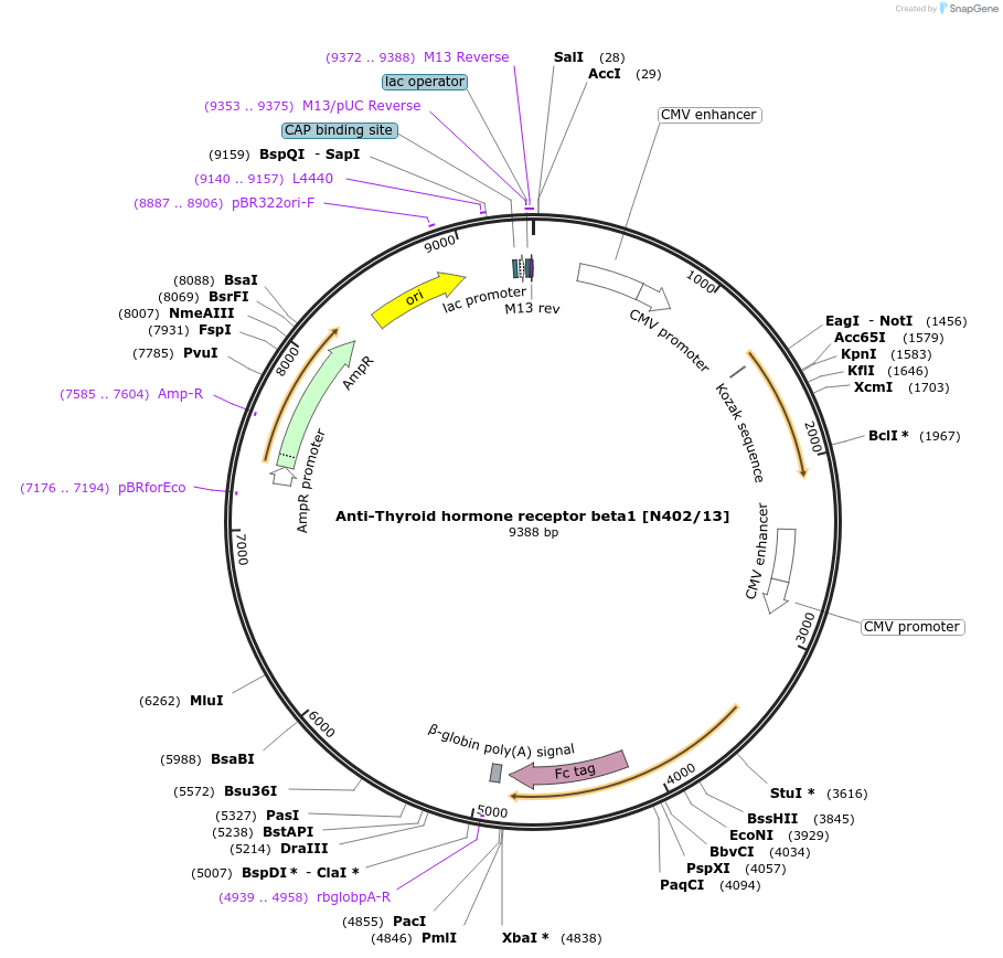 190322-plasmid-map-sequence-id-376329