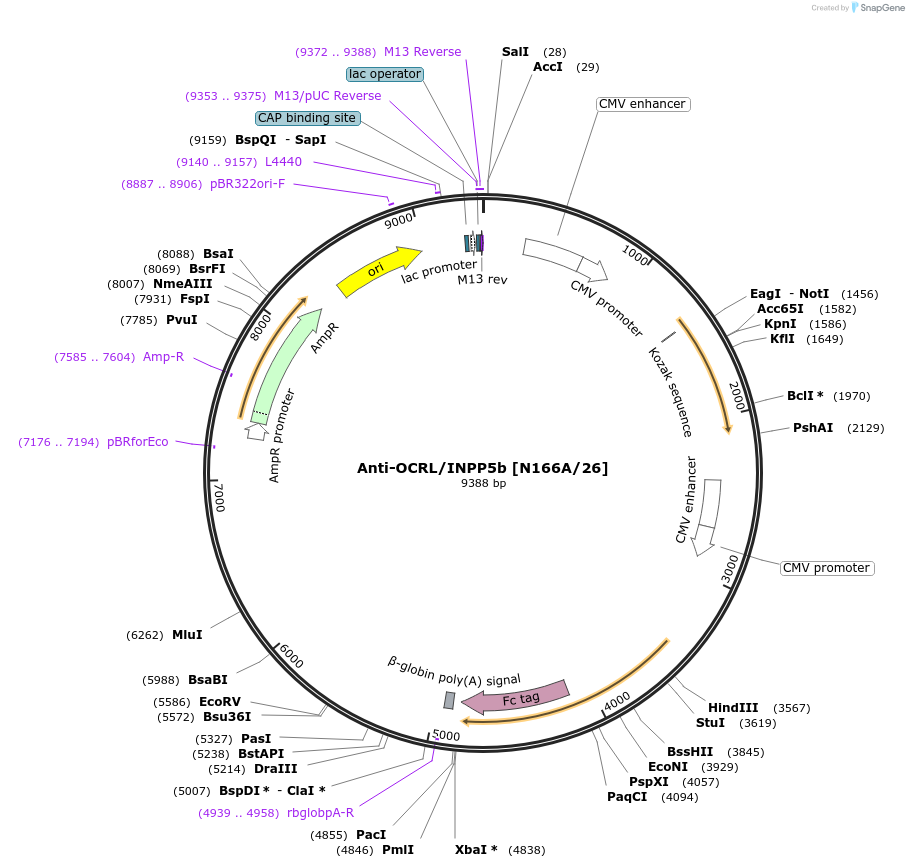 190301-plasmid-map-sequence-id-376331