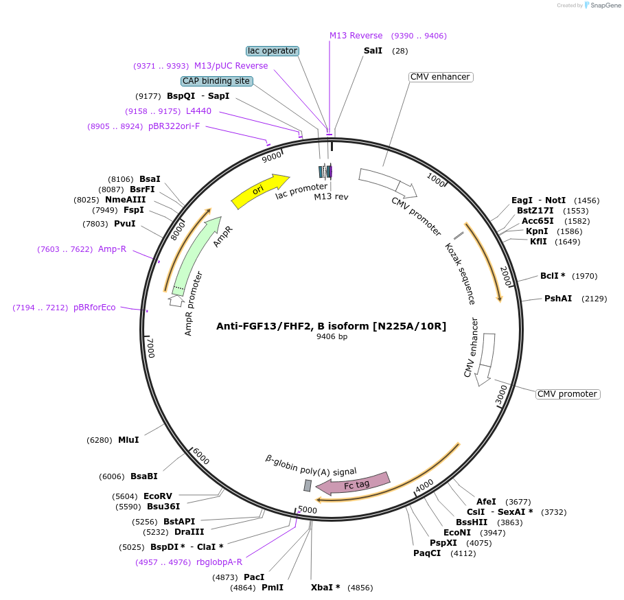 188208-plasmid-map-sequence-id-376332