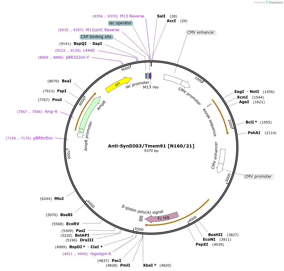 190300-plasmid-map-sequence-id-376335