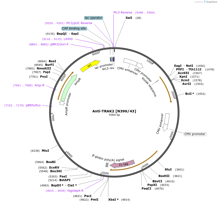 190320-plasmid-map-sequence-id-376336