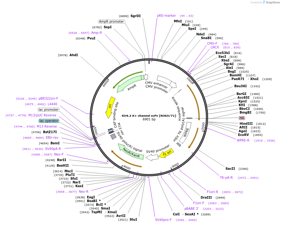 190546-plasmid-map-sequence-id-376339