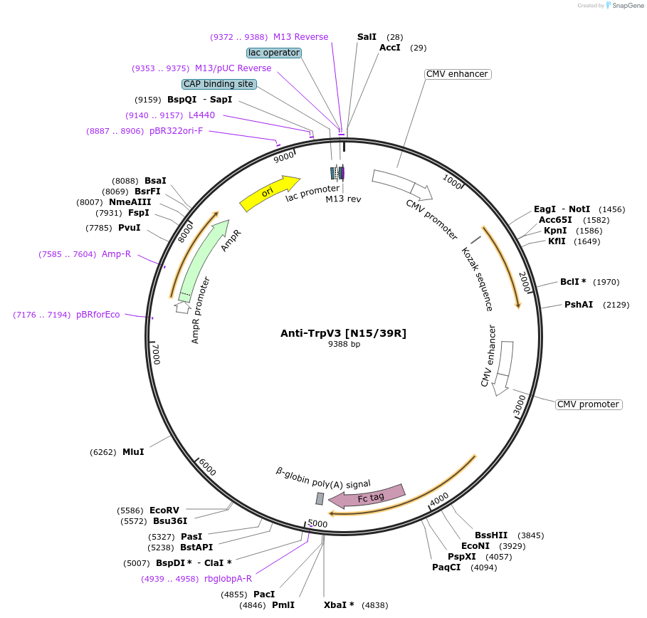 188210-plasmid-map-sequence-id-376342