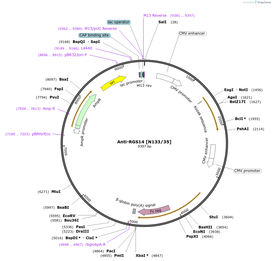 190298-plasmid-map-sequence-id-376343