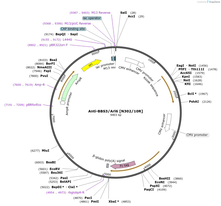 188211-plasmid-map-sequence-id-376348