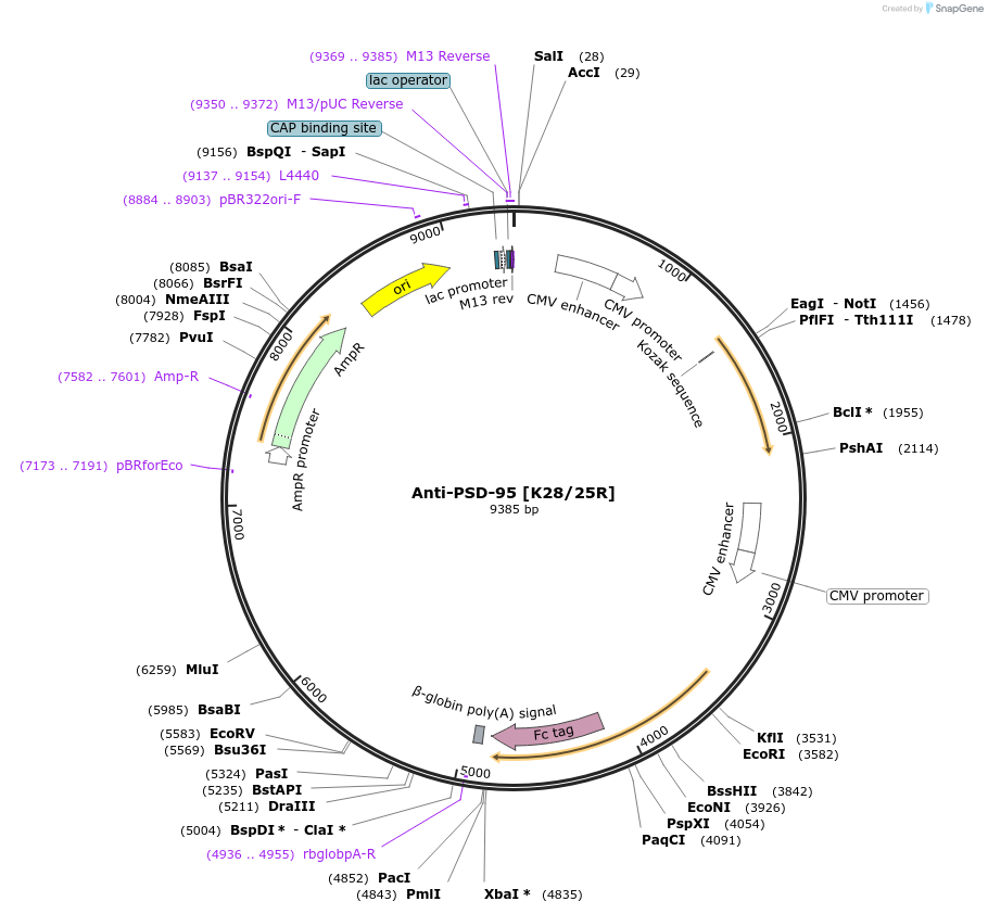 188212-plasmid-map-sequence-id-376351