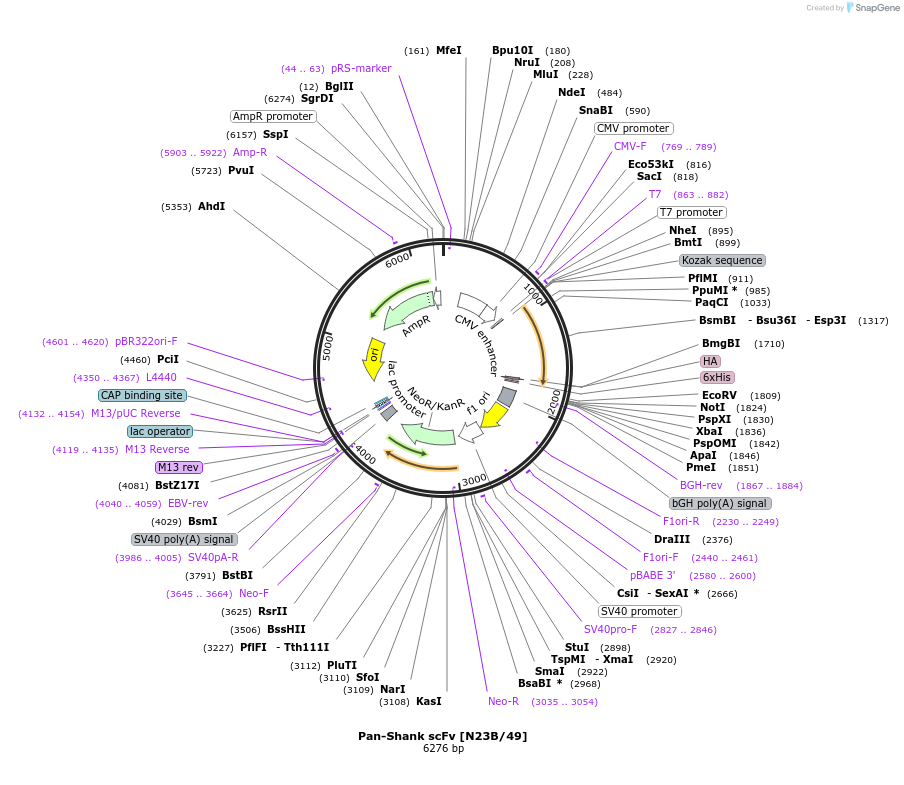190542-plasmid-map-sequence-id-376352