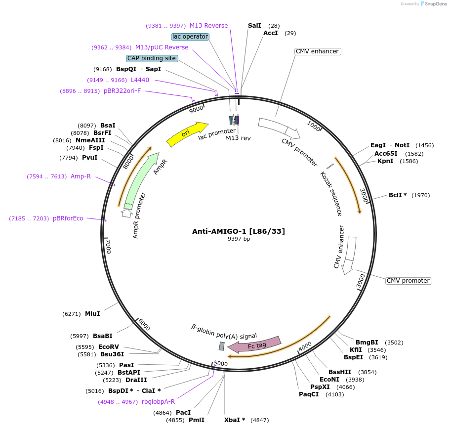 190295-plasmid-map-sequence-id-376354