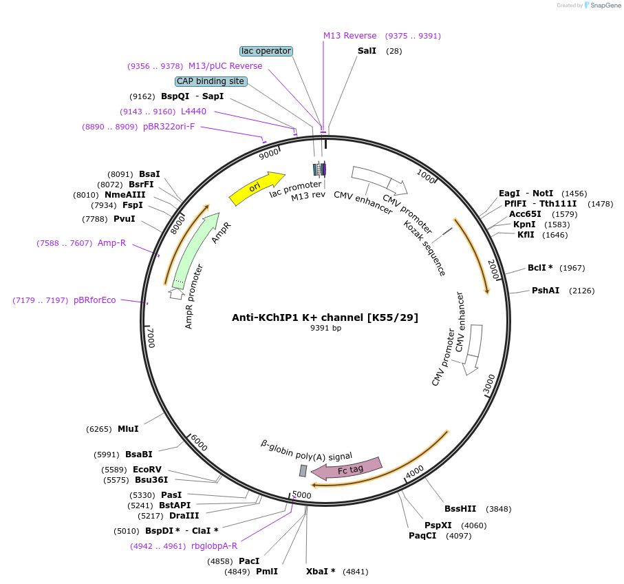190282-plasmid-map-sequence-id-376357