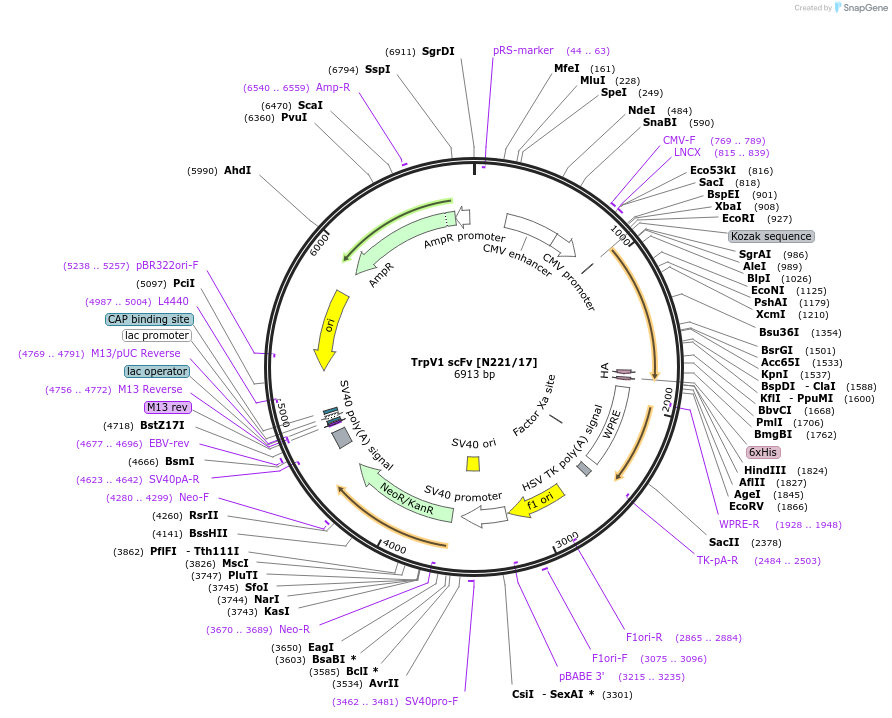 190540-plasmid-map-sequence-id-376359