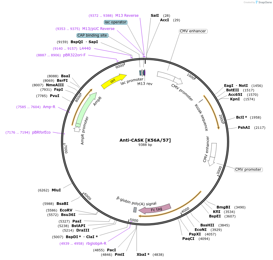 190283-plasmid-map-sequence-id-376362
