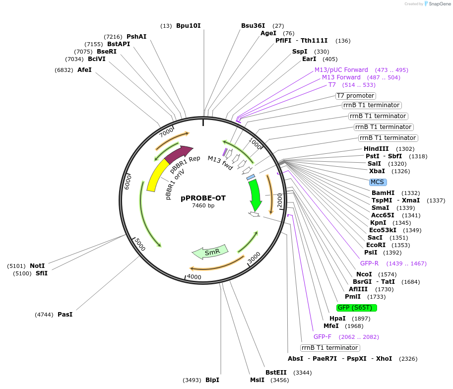 37820-plasmid-map-sequence-id-376365