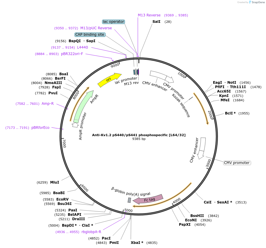 190290-plasmid-map-sequence-id-376375