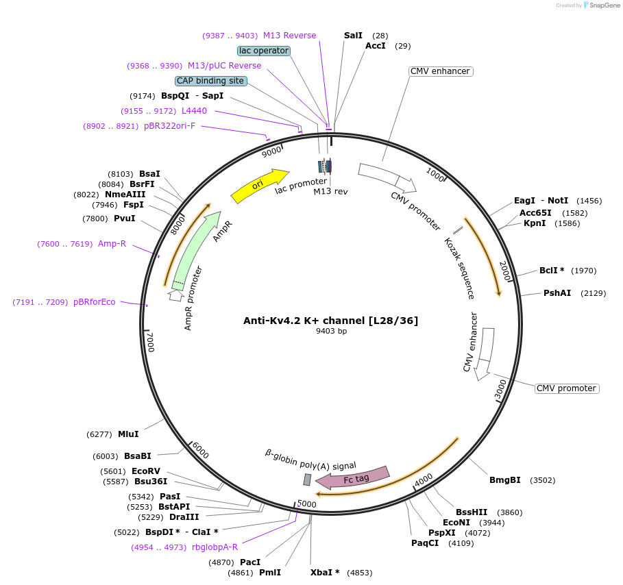 190288-plasmid-map-sequence-id-376382