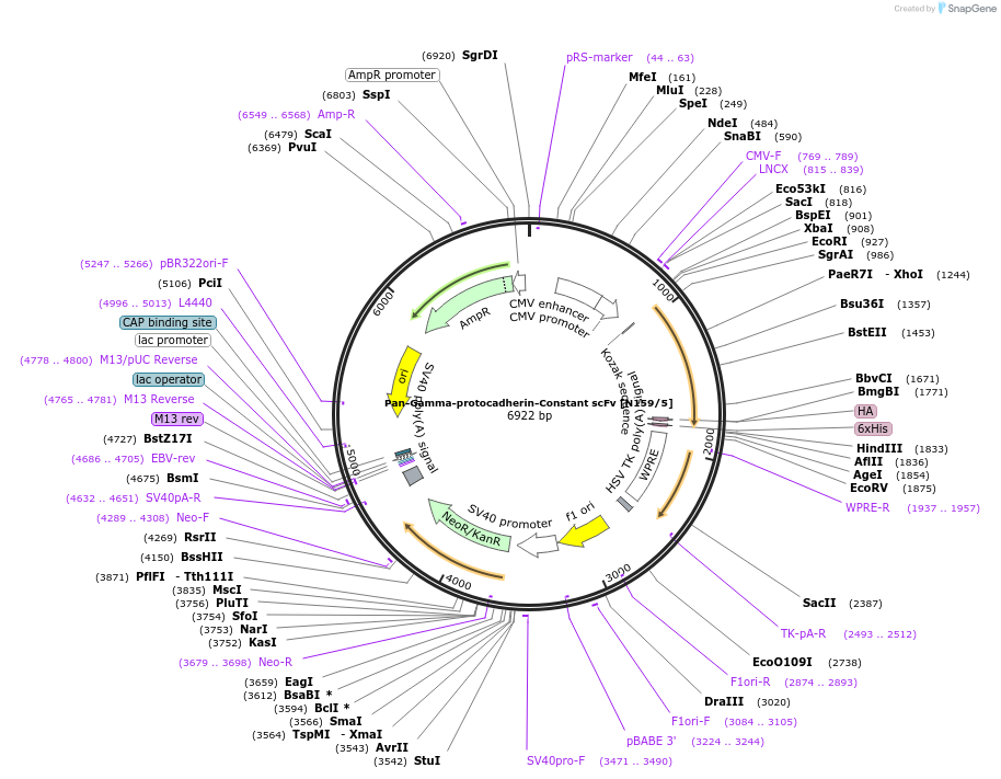 190533-plasmid-map-sequence-id-376383