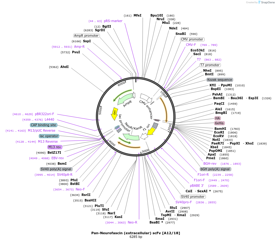190485-plasmid-map-sequence-id-376390
