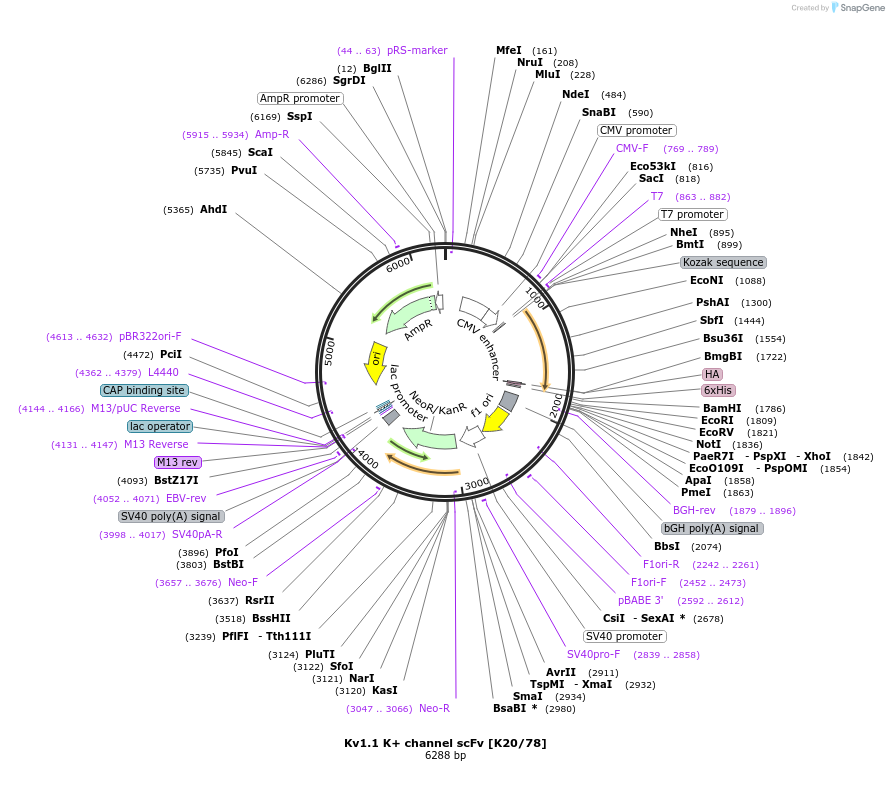 190486-plasmid-map-sequence-id-376392