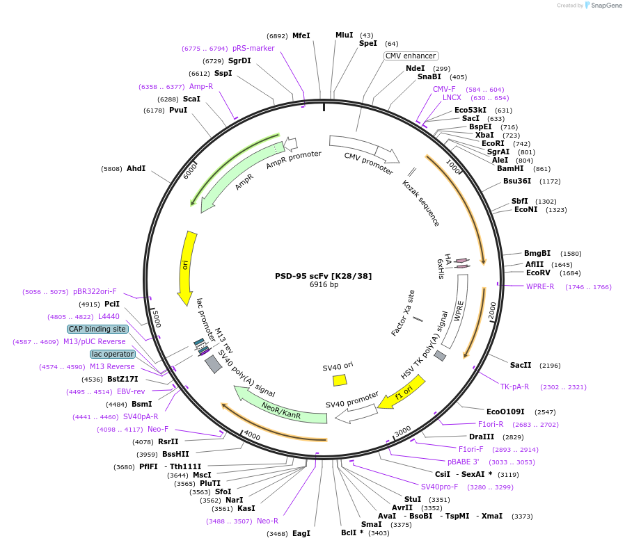 190487-plasmid-map-sequence-id-376394