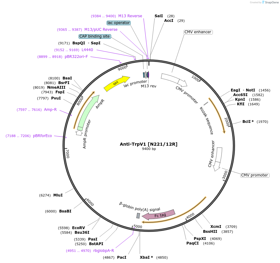 188224-plasmid-map-sequence-id-376396